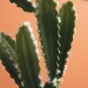 Cowboy Cactus Plant